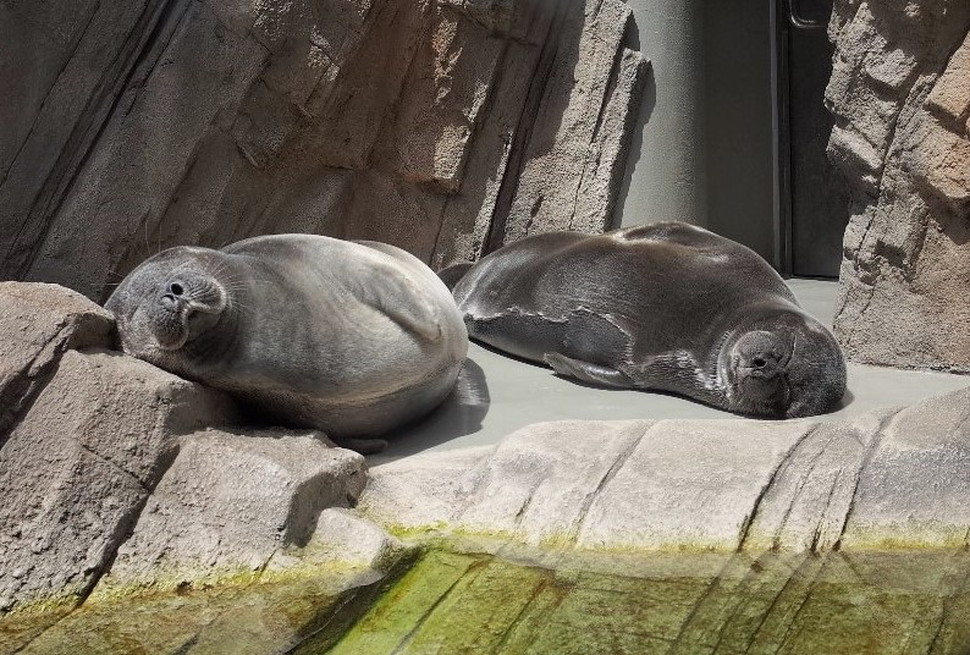 (8)仙台うみの杜水族館 割引