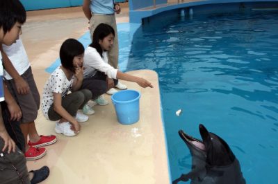 下田海中水族館-ドルフィンステージ