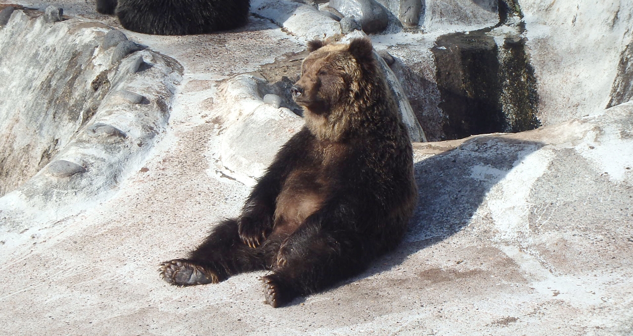 のぼりべつクマ牧場 - 愛嬌たっぷりのエゾヒグマ