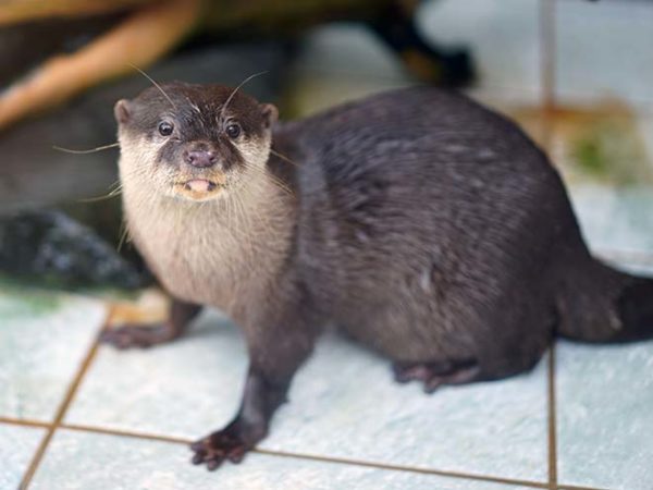 下田海中水族館-コツメカワウソ餌やり体験