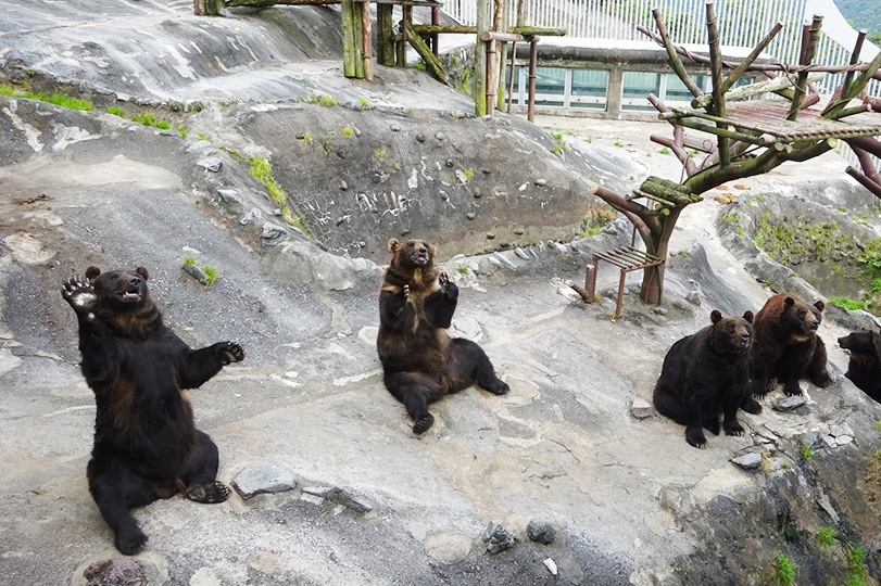 【割引あり】のぼりべつクマ牧場を1日満喫できる！見どころ&お得情報まとめ