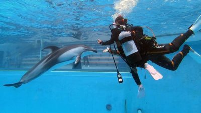 下田海中水族館-ドルフィンダイビング