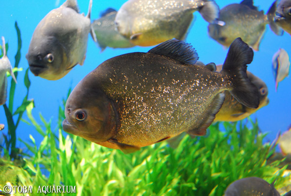 鳥羽水族館-ジャングルワールド