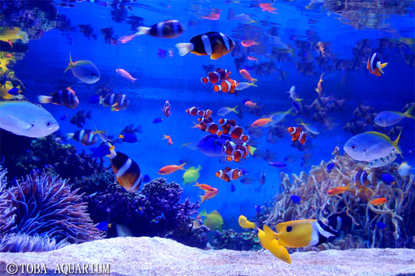 鳥羽水族館-コーラルリーフ・ダイビング