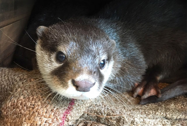 箱根園水族館 コツメカワウソと握手