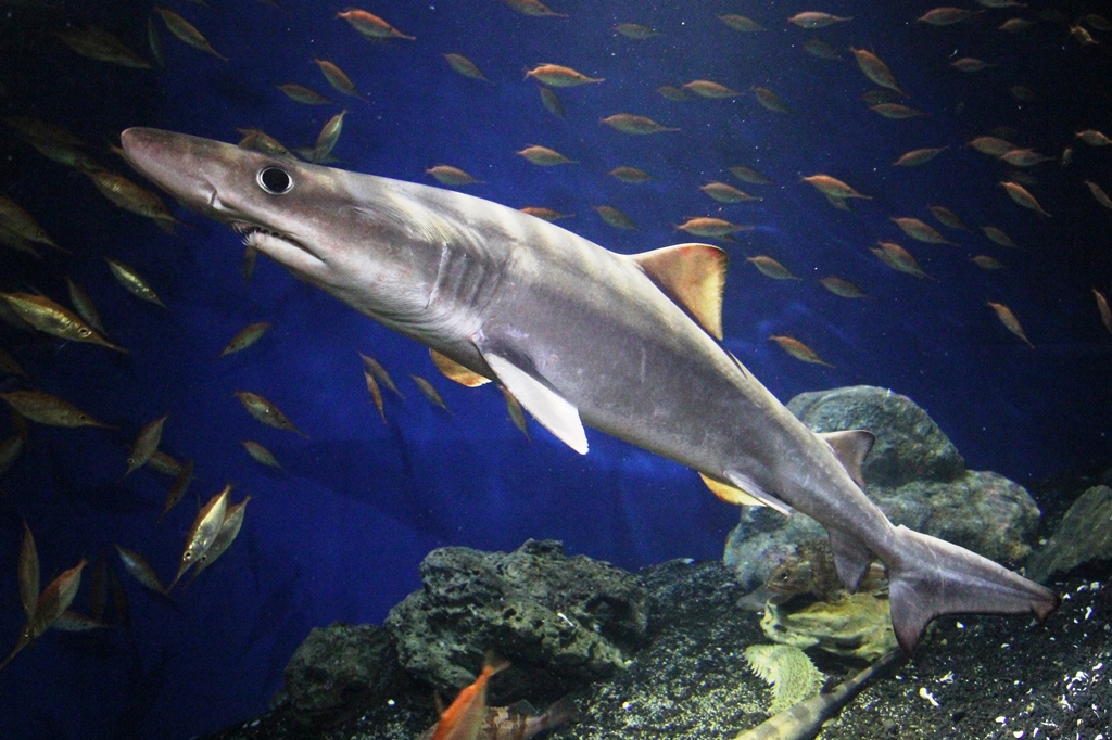 沼津港深海水族館