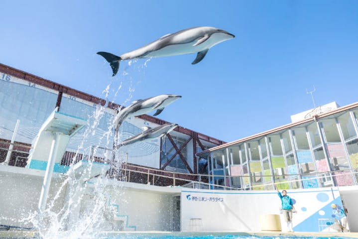 静岡県の水族館おすすめ7選！イルカショーやふれあい体験で思い出作り