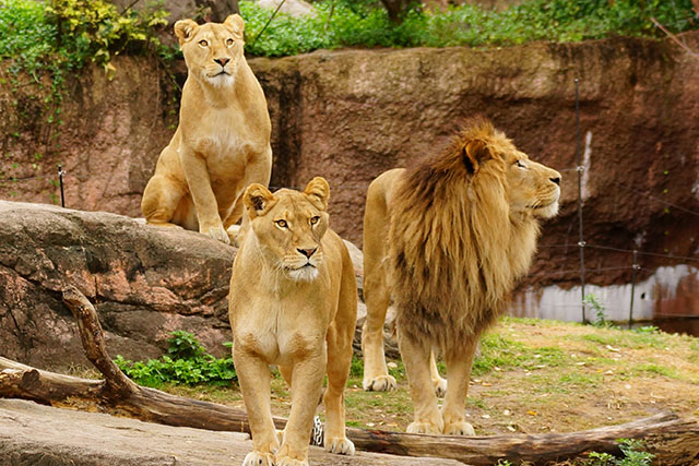 【割引まとめ】天王寺動物園の入園料金・割引チケット・クーポン・前売り券情報