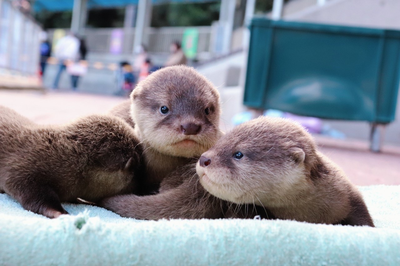 桂浜水族館