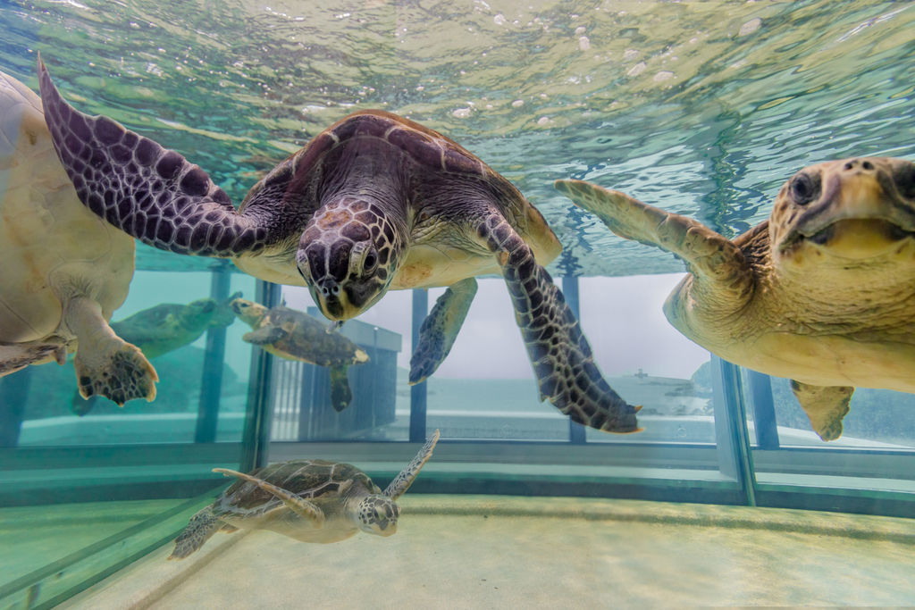 高知県の水族館おすすめ4選！人気のイルカやカワウソたちと触れ合える