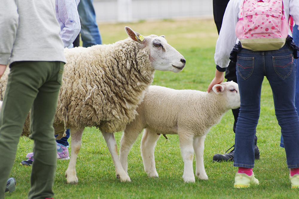 大阪府の動物園おすすめ6選！人気のふれあい体験・餌やりも楽しめる