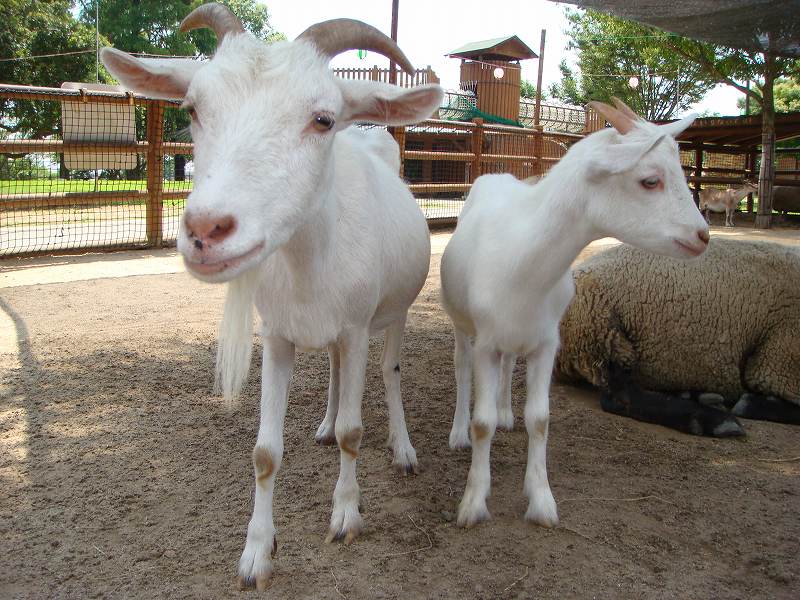 熊本市動植物園