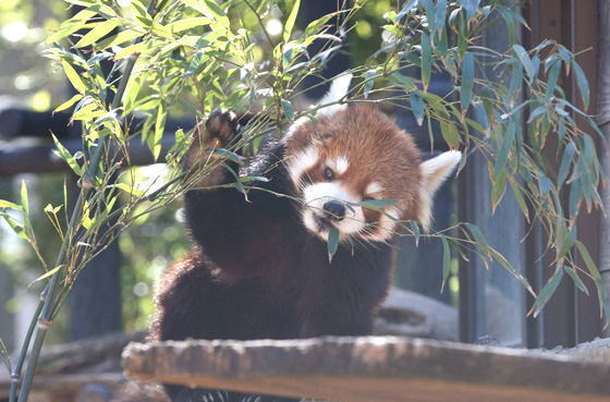 千葉市動物公園