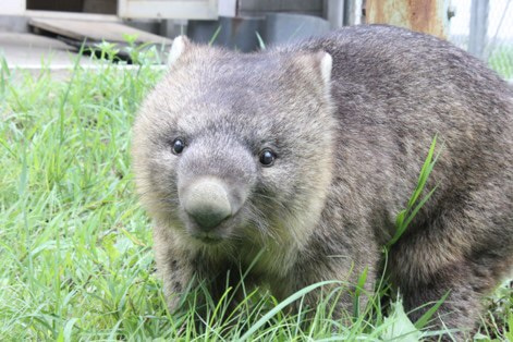 五月山動物園