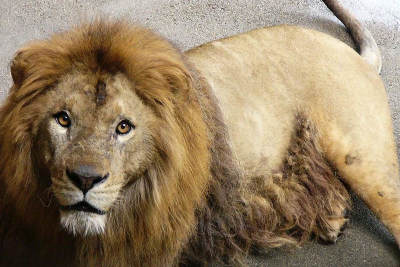 熊本県の動物園・牧場おすすめ6選！人気のライオンやシロクマにも出会える