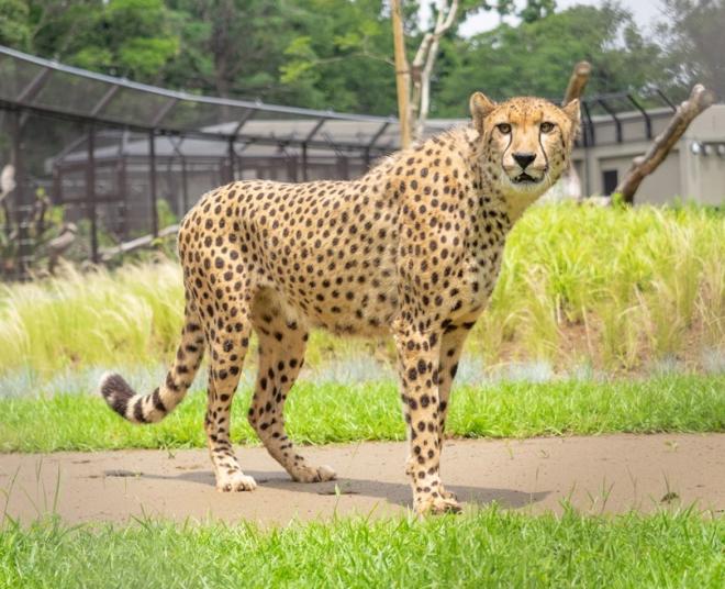 千葉市動物公園