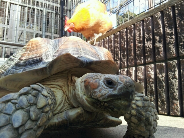 五月山動物園