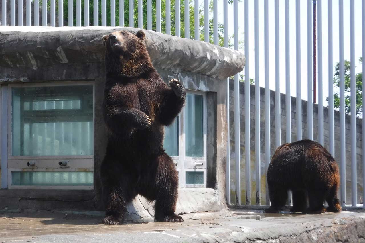 のぼりべつクマ牧場