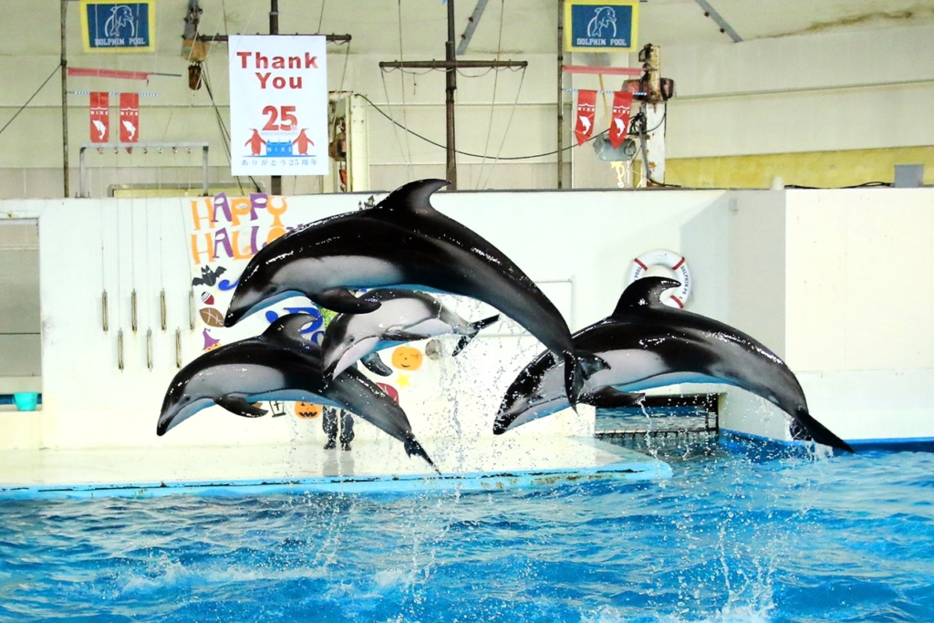 北海道の水族館おすすめ6選！人気のイルカ&アシカショーも楽しめる