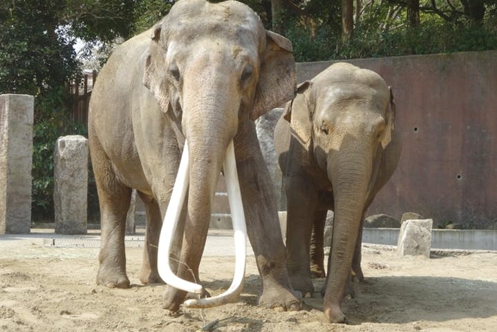 【割引まとめ】横浜｜金沢動物園の入場料金・割引チケット・クーポン・前売り券情報