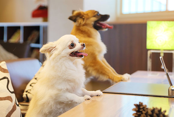 Dogサバトリーのある宿 ご・遊庭