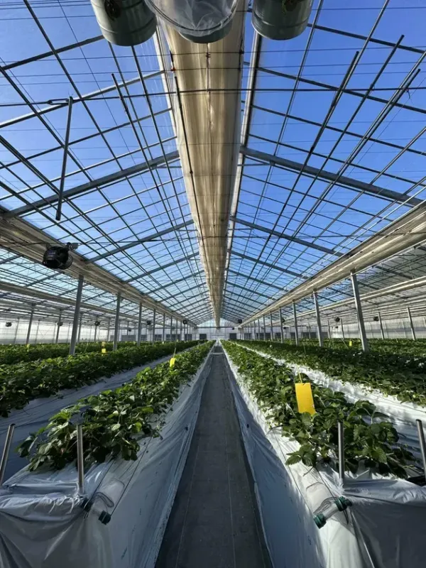 清潔なハウス内