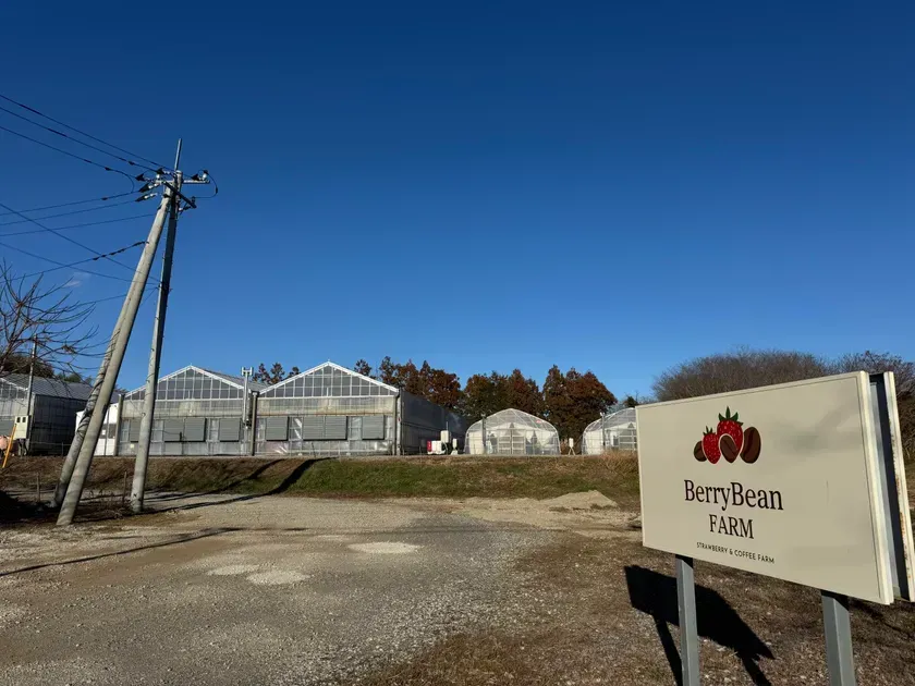 高設栽培で楽々