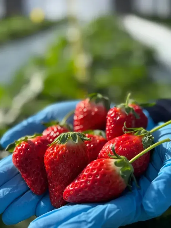 完熟のもぎたてイチゴ